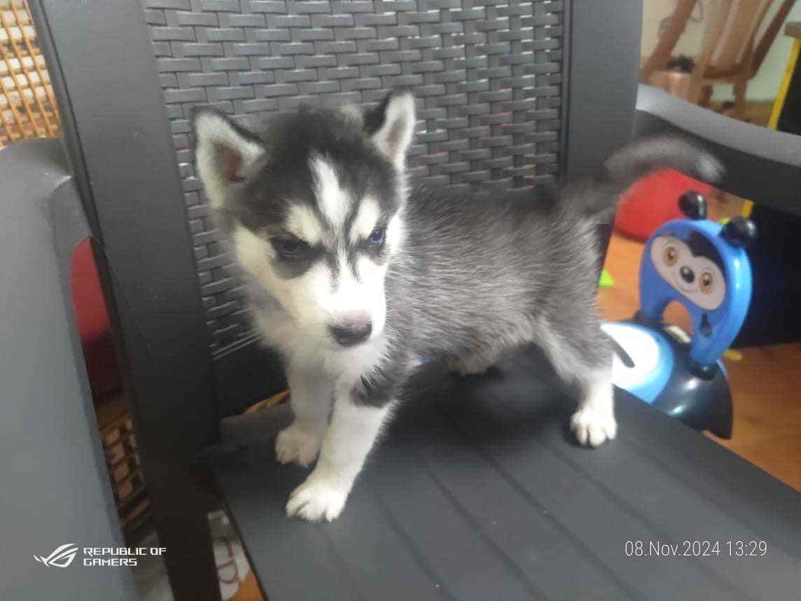 Siberian Husky For Sale In Chennai