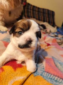 Toy shih tzu puppies for sale near me hotsell