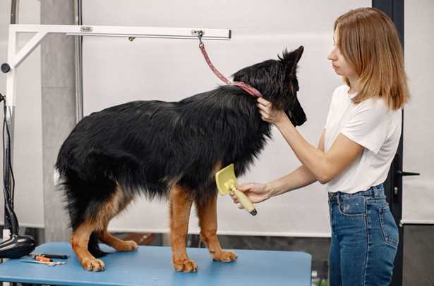 Why Grooming Your Dog Is Important And How Often Should You Groom Your Pets