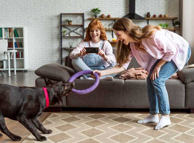 Indoor Enrichment & Mental Stimulation for Pets When Outdoor Activity Is Low