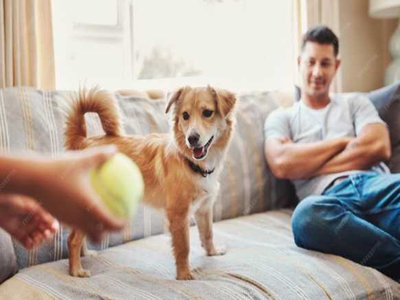 Indoor Enrichment & Mental Stimulation for Pets When Outdoor Activity Is Low