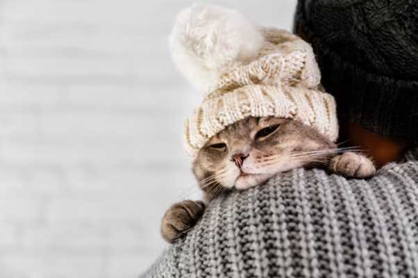 Why Cats Sleep More in Winters: Understanding Feline Winter Behaviour