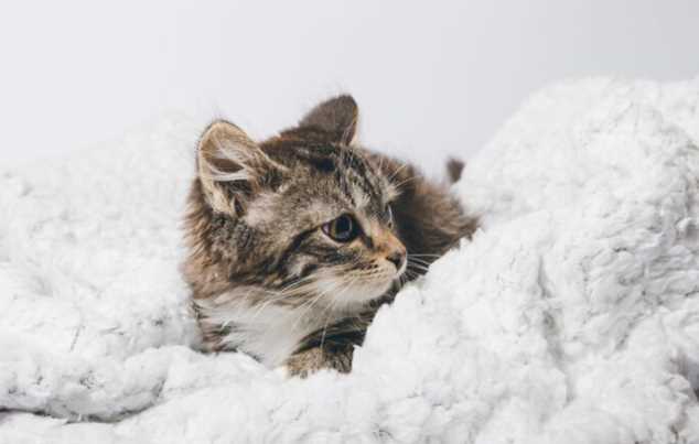 Why Cats Sleep More in Winters: Understanding Feline Winter Behaviour
