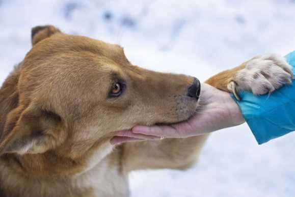 How to Protect Your Dog