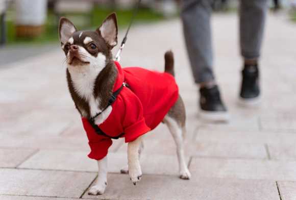 Budget‑Friendly Winter Gears for Pets from Local Brands