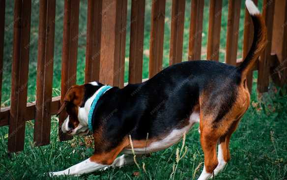 Everyone Thinks Their Pet Is Happy, Until They Learn THIS