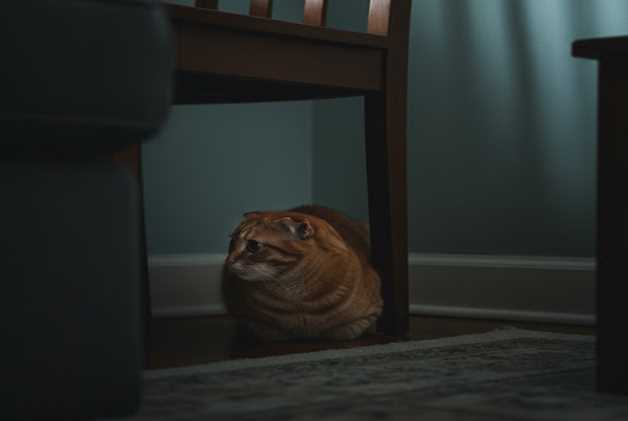 Everyone Thinks Their Pet Is Happy, Until They Learn THIS