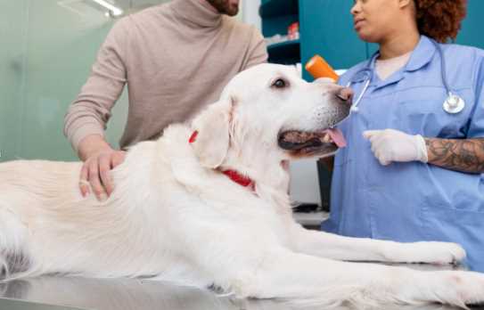 Understanding a Dog