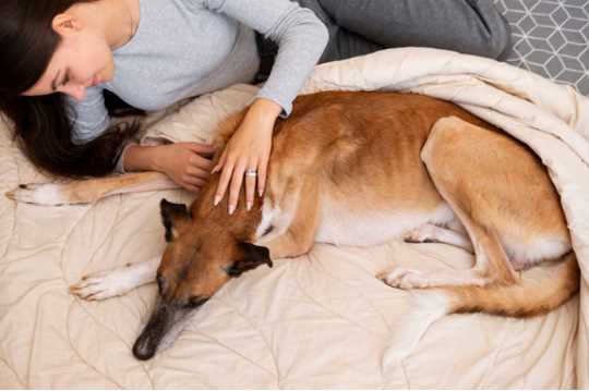 Understanding a Dog