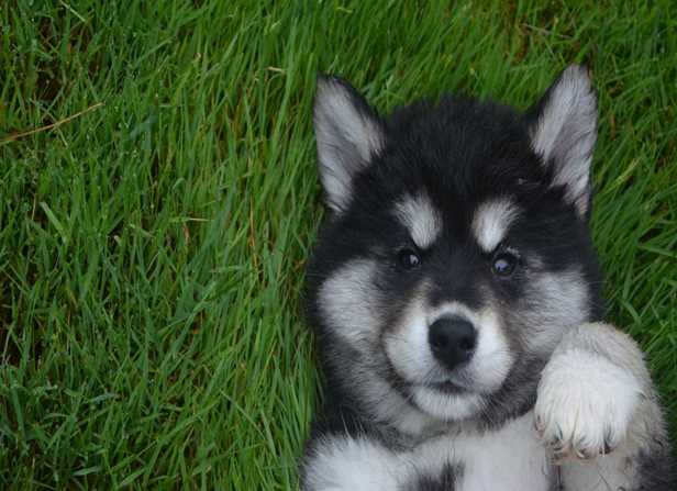 The One Thing Every Pet Parent Gets Wrong About Cute Mischief
