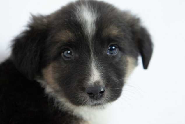 The One Thing Every Pet Parent Gets Wrong About Cute Mischief