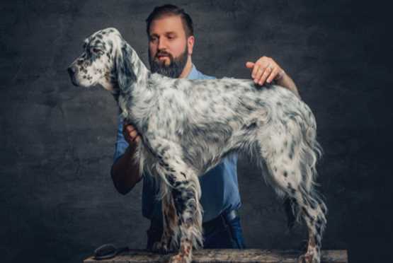 How to Choose a Responsible Dog Breeder in India