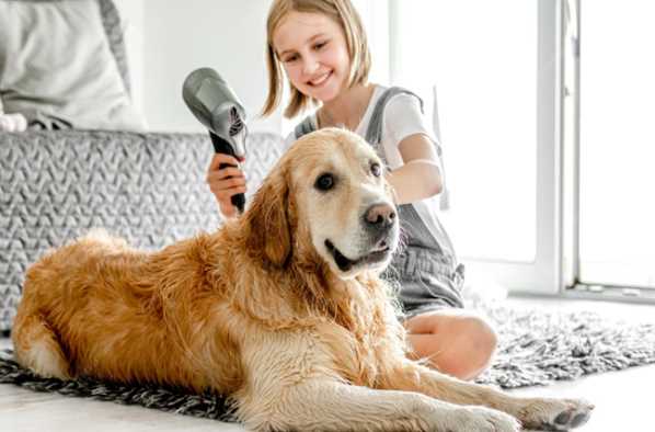 DIY Dog Grooming VS. Professional Grooming: Which One