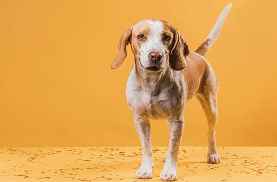 Your Dog
