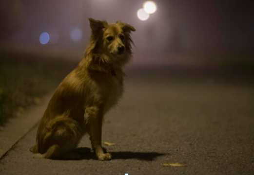 Why Your Pet Howls at Night? No, It