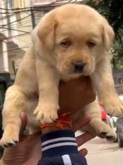 Labrador Retriever For Sale In Guwahati