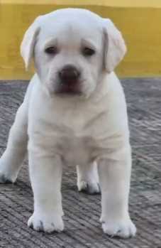 Labrador Retriever For Sale In Guwahati