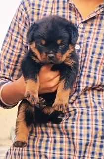 Rottweiler For Sale In Bhopal
