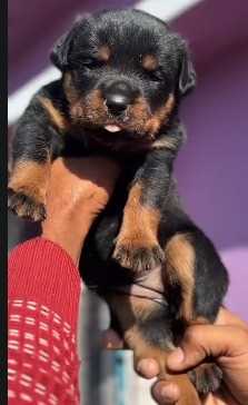 Rottweiler For Sale In Bhopal