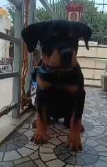 Rottweiler For Sale In Bhopal