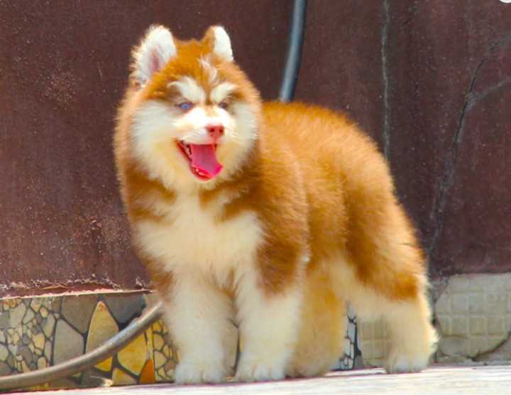 Champion Bloodline Siberian Husky
