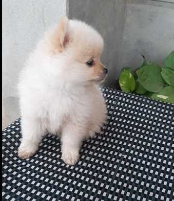 Toy Pomeranian For Sale In Ranchi