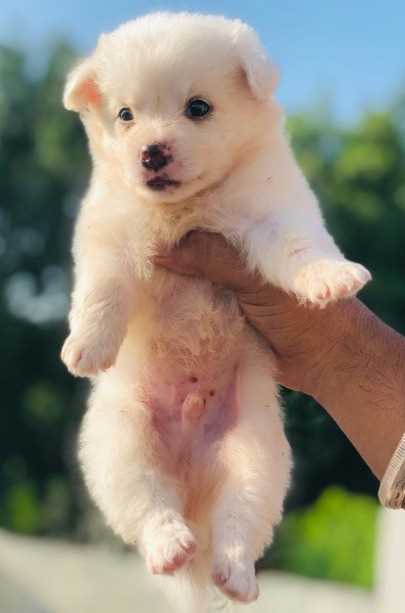 Pomeranian For Sale In Ranchi