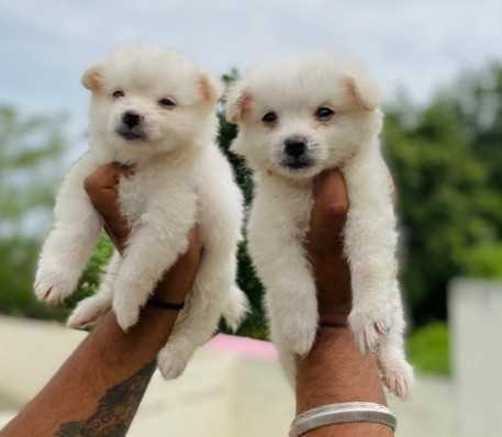 Pomeranian For Sale In Ranchi