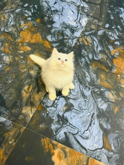 Persian For Sale In Mangalore