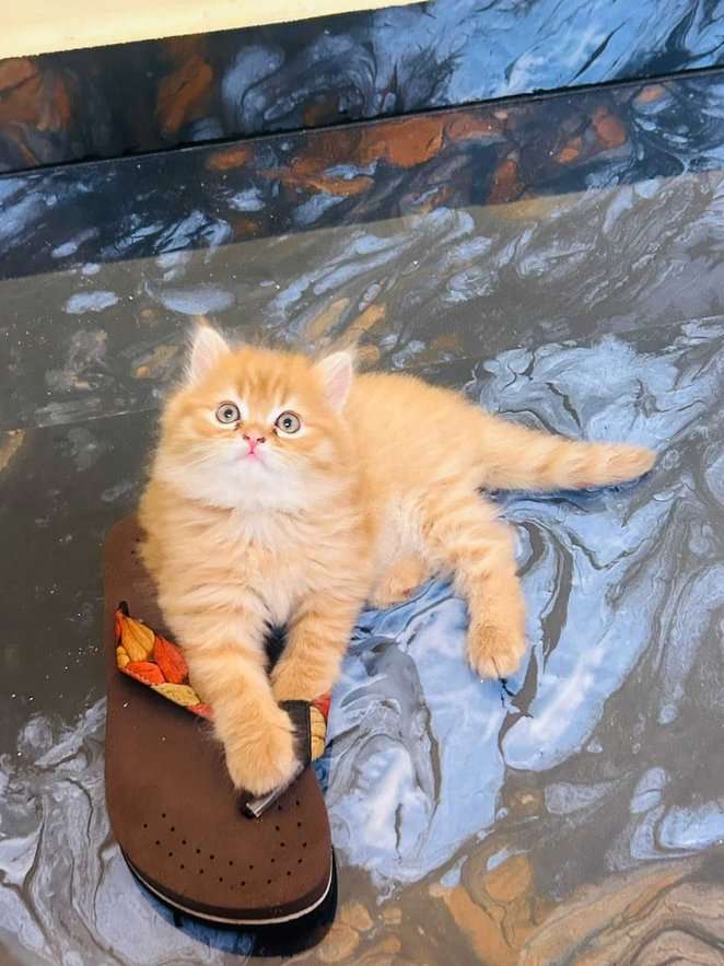 Persian For Sale In Mangalore