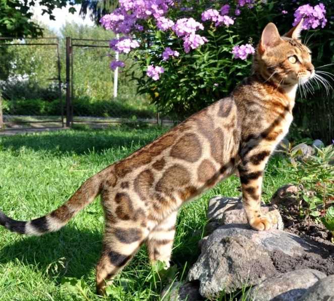 Bengal For Sale In Kochi