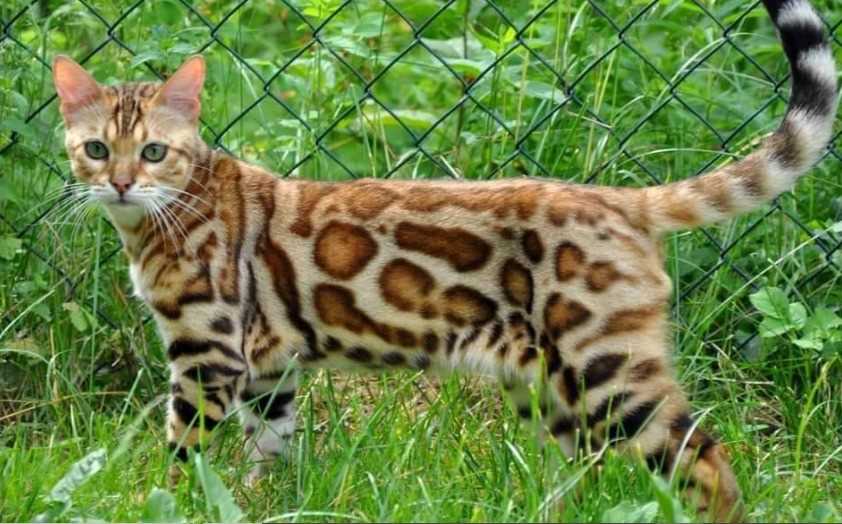 Bengal For Sale In Kochi