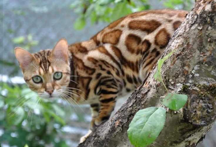 Bengal For Sale In Kochi