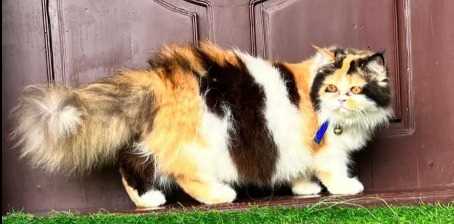 Calico For Sale In Mumbai