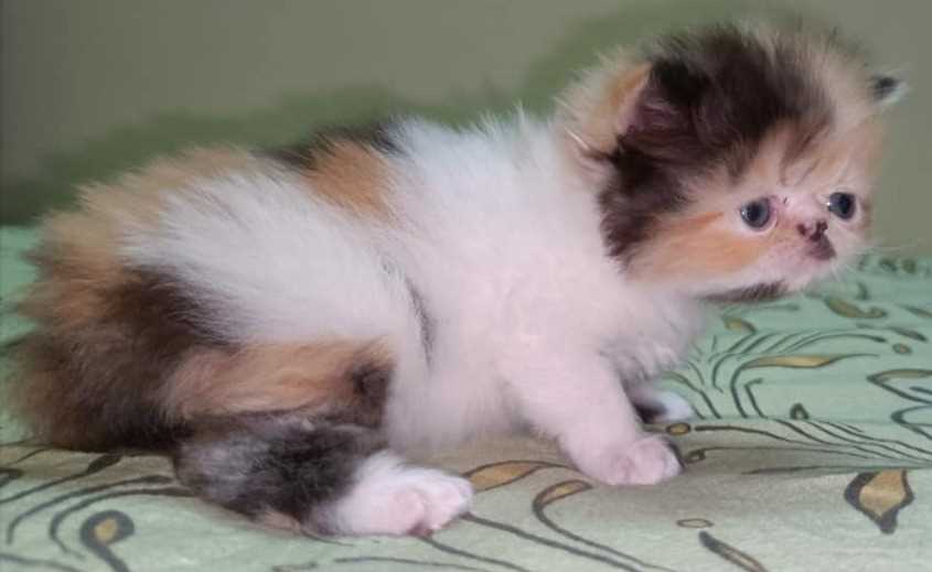 Calico For Sale In Mumbai