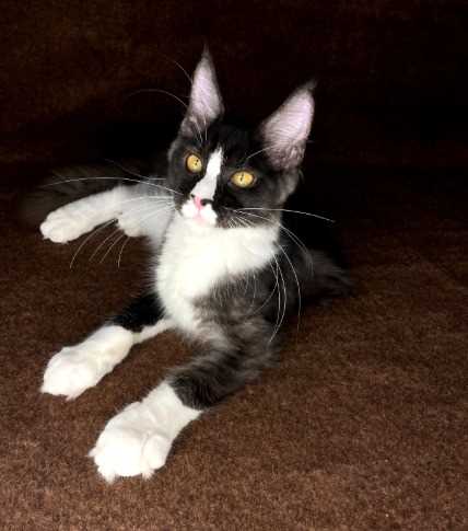 Maine Coon For Sale In Nagpur