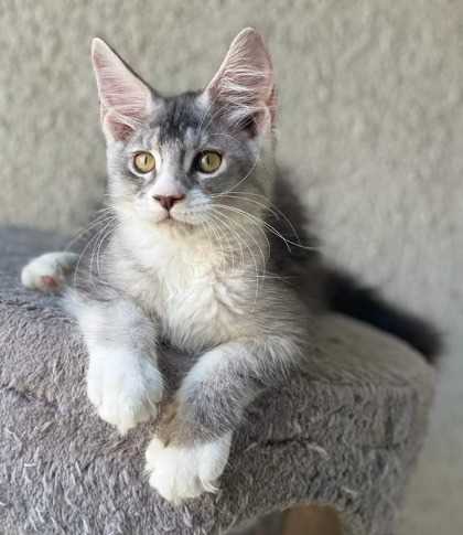 Maine Coon For Sale In Nagpur