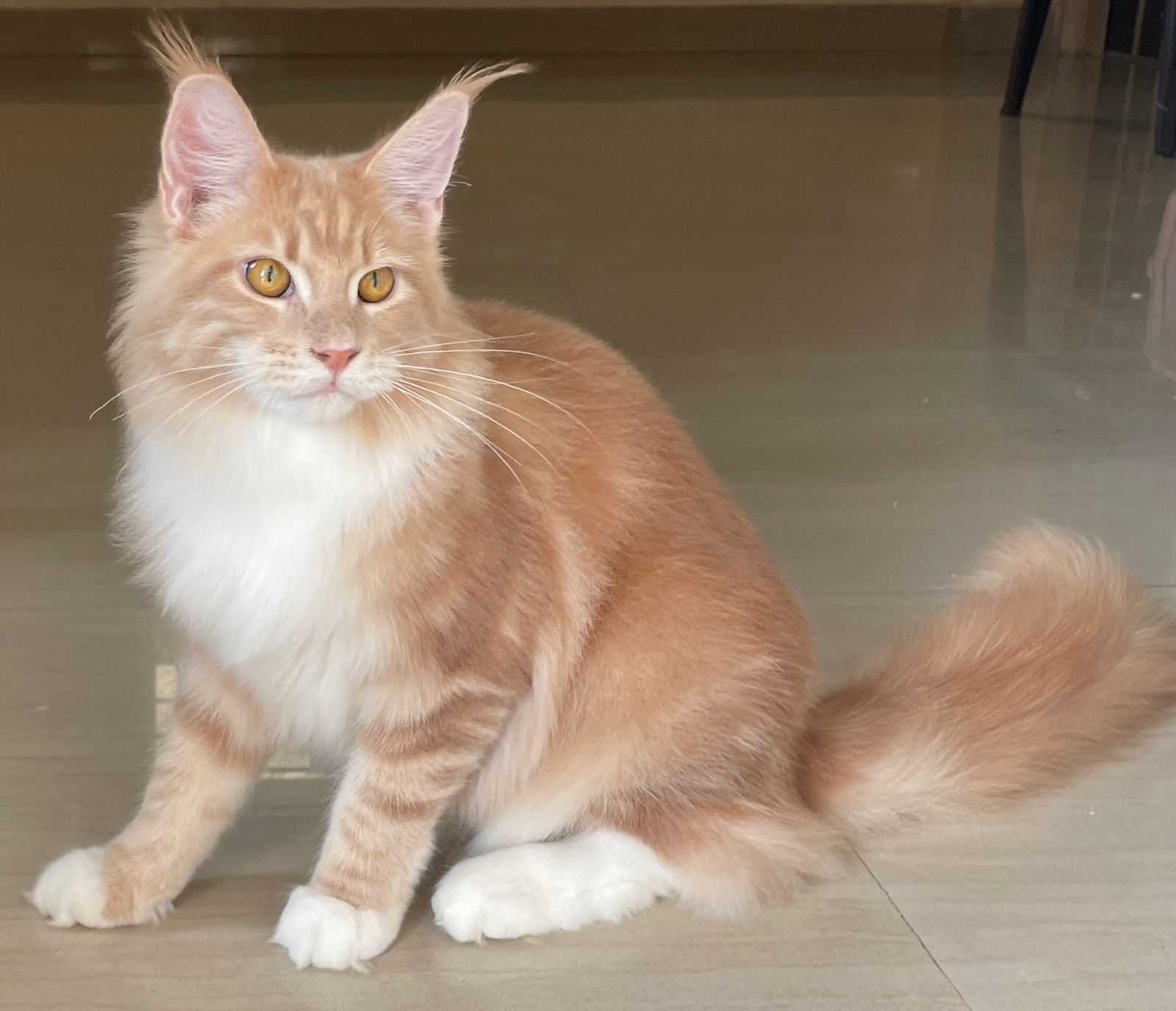 Maine Coon For Sale In Nagpur