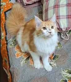 Maine Coon For Sale In Nagpur