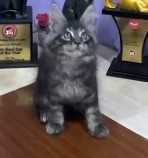 Maine Coon For Sale In Nagpur