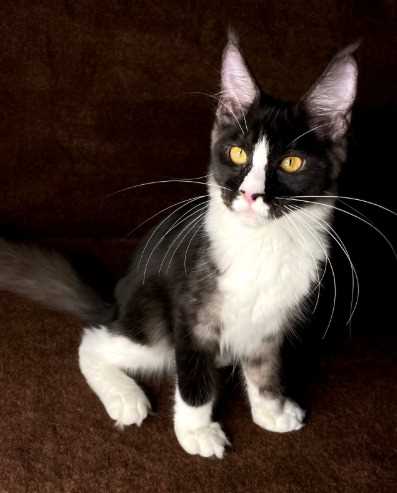 Maine Coon For Sale In Nagpur