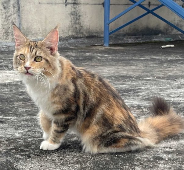 Maine Coon For Sale In Nagpur
