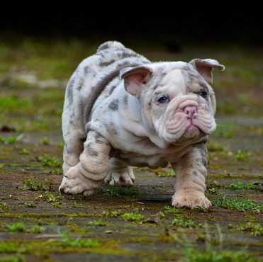 Champion Bloodline English Bulldog