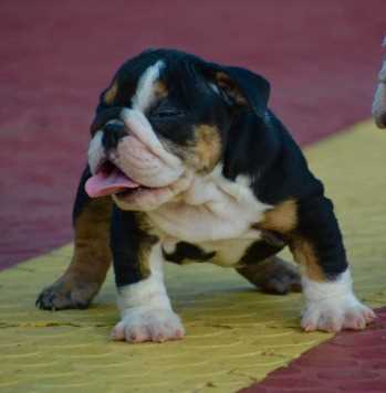 English Bulldog For Sale In Bijapur