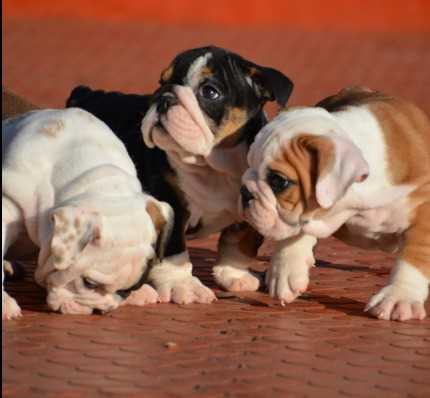Getting a English Bulldog
