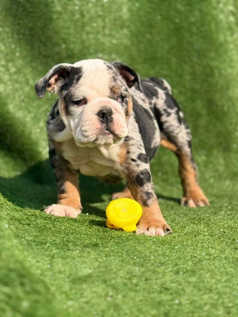 KCI Registered English Bulldog
