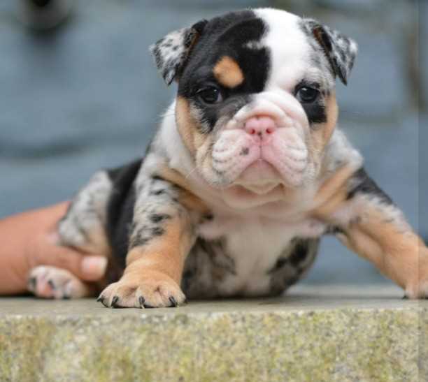 Basic Quality English Bulldog