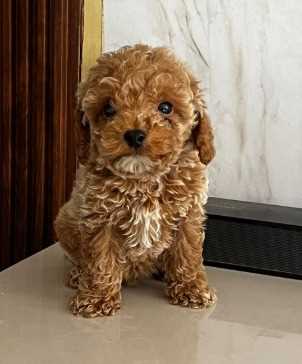 Poodle For Sale In Gangtok