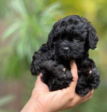 Poodle For Sale In Gangtok