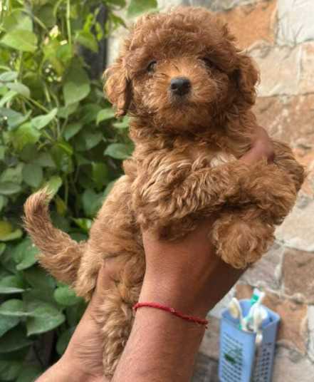 Poodle For Sale In Gangtok